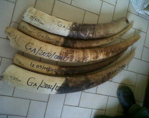 Elephant Advocacy League - ivory from Gabon